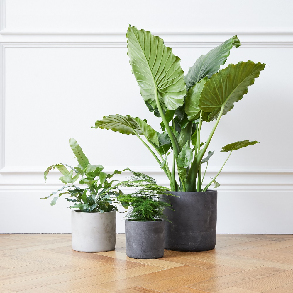 How plants create a happier home – Exclusive advice from Patch Plants-web sait astazh furniture production group