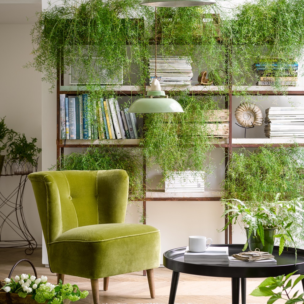 How plants create a happier home – Exclusive advice from Patch Plants-web sait astazh furniture production group